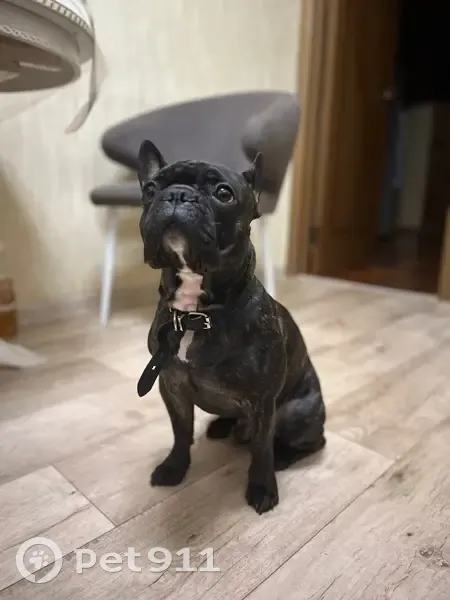 Пропал собака, улица Селиванова, 23, Ростов-на-Дону - черный с белым пятном на шее - photo