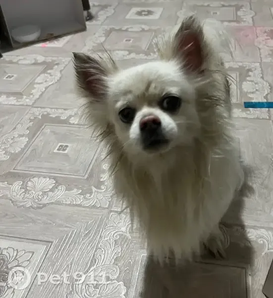 Найден собака, улица Богдана Хмельницкого, 40/2, Томск - кобелёк породы чихуахуа - photo