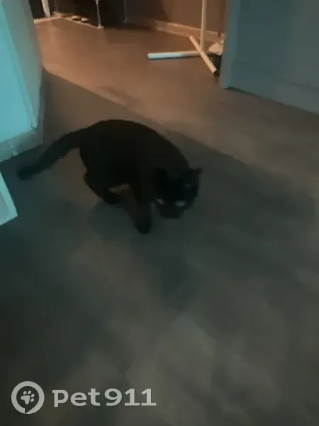 Найдена кошка, улица Щетинкина-Кравченко, 73, Кызыл - черный и чуть белого на груди - photo