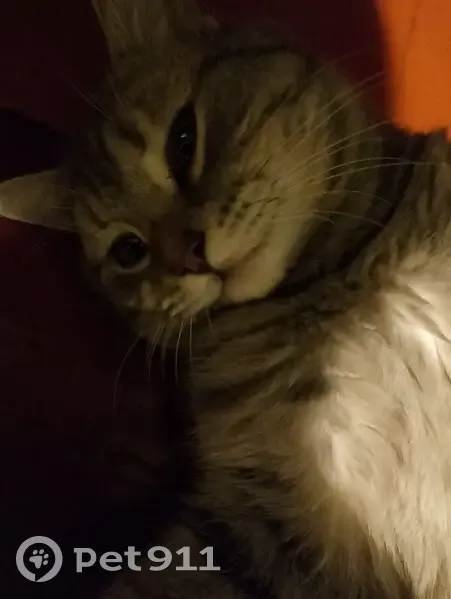 Пропала кошка, Верхняя улица, 40, Прокопьевск - заросшая ранка на мордочке - photo