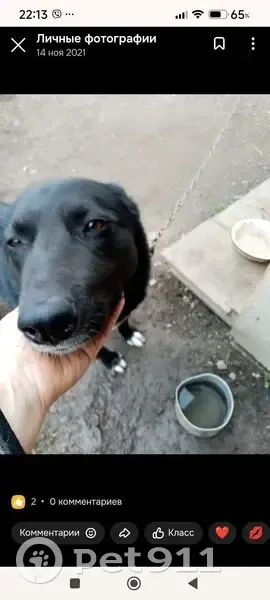 Пропала собака, Чебаркуль, Челябинская область - большой чёрный пёс с белым пятном - photo