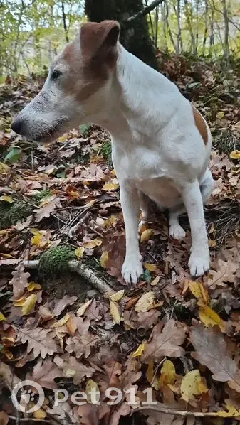 Пропала собака, улица Карасунская Набережная, 161/1, Краснодар - гладкошёрстный фокстерьер - photo