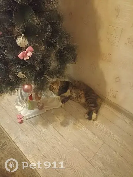 Пропал кот, Лесозащитная улица, городской округ Пенза - пушистый с деформацией ушей - photo