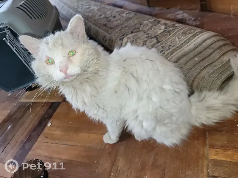 Найдена кошка, Радужная улица, 6, Балашиха - пушистый белый кот с рыжими пятнами - photo