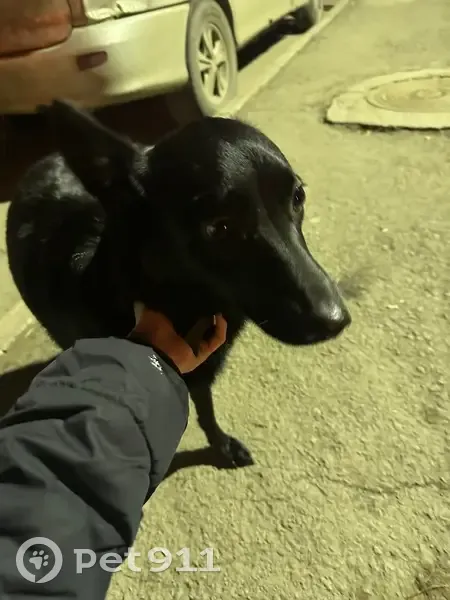 Найдена собака, улица Чичерина, Челябинск - черная дворняжка с зеленым ошейником - photo