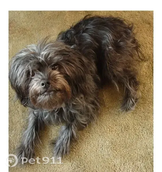 Пропала собака, Карагали, Астраханская область - серая и лохматая - photo