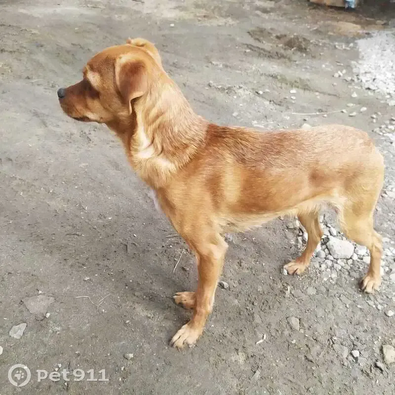 Найдена собака, Вторая улица, Среднеуральск - не большой метис - photo
