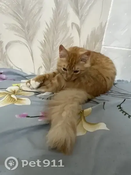 Пропал кот, Казань, Татарстан - рыжий, 7 месяцев - photo