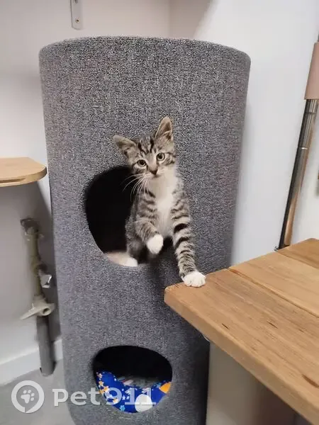 Пропала кошка, Каштановая улица, 11Д, Заозерье - трехшерстная, 1 годик - photo