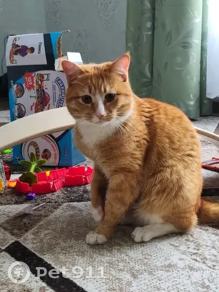 Пропал кот, улица Трубицина, 37, Михайловск - рыже-белый метис - photo