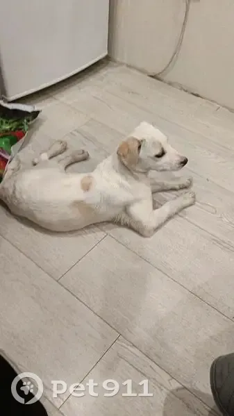 Найдена собака, 132С17, Белово - белая с коричневыми пятнами - photo