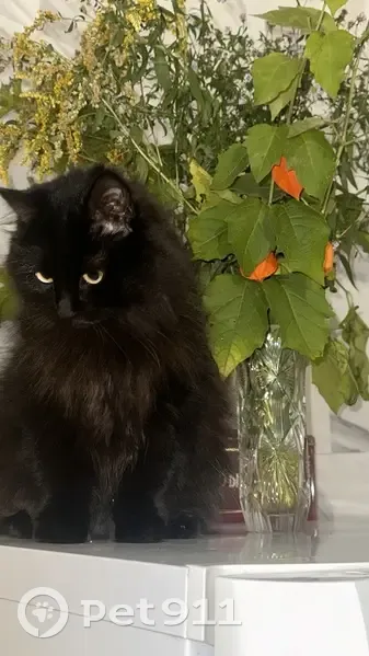 Пропала кошка, женский пол, улица Паршина, 21 к2, Москва - чёрная и пушистая - photo