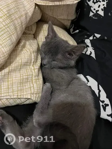 Пропала кошка, улица Советской Армии, 163А, Барнаул - photo