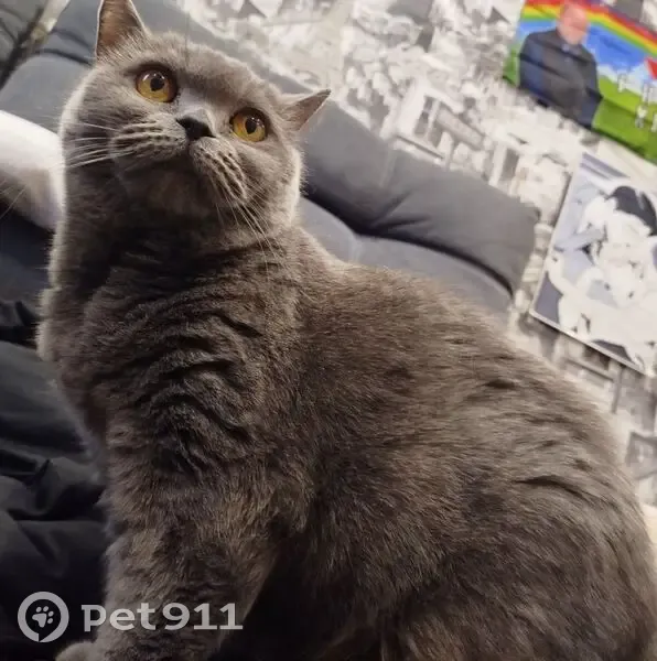 Пропала кошка, Совхозная улица, 3, Битимка - британка голубая - photo