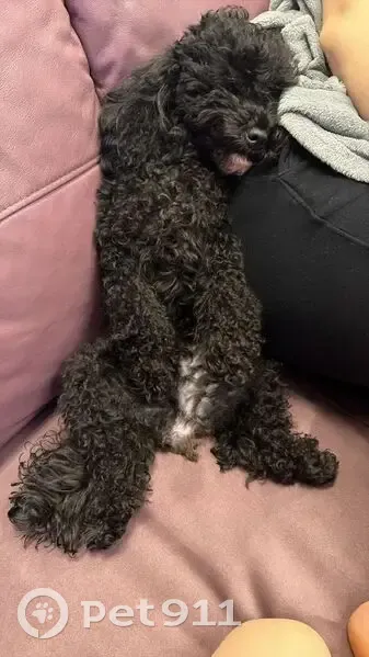 Пропала собака, улица Рождественская Набережная, 37, Краснодар - той пудель черного цвета - photo