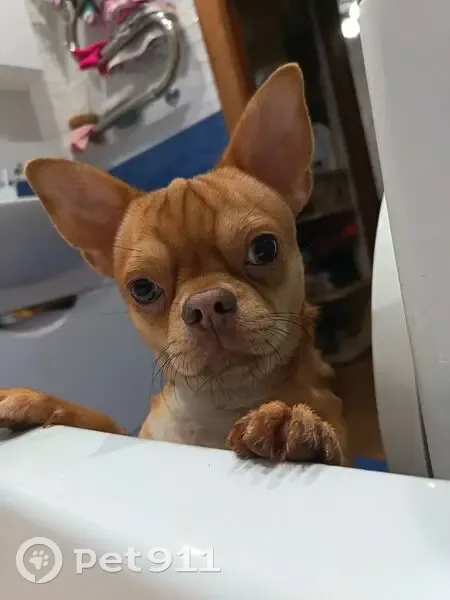 Пропал собака, Ново-Садовая улица, 204, Самара - цвет Ибабеловский - photo