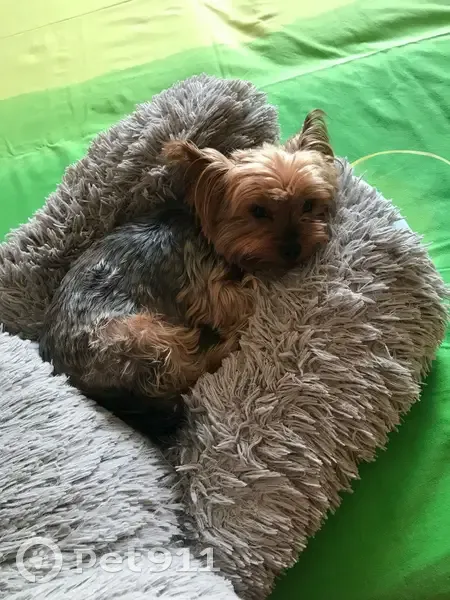 Пропал собака, улица Крупской, 6, Геленджик - дефект челюсти - photo