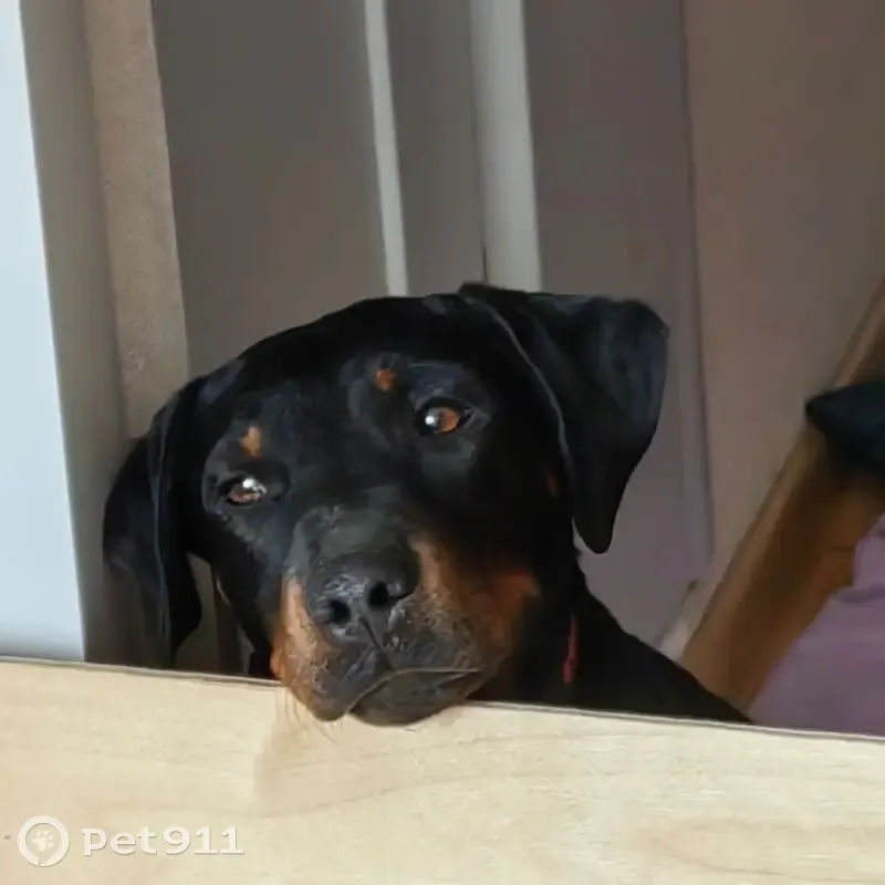 Пропал собака, Мефодиевская улица, Новороссийск - photo