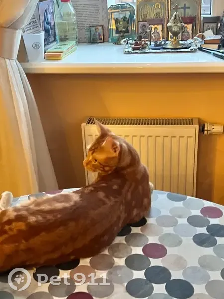 Пропал кот, Красногорское шоссе, Знаменское - рыжий полосатый, почти один год - photo