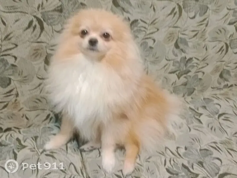 Пропал собака, Селецкая улица, 72, Серпухов - светло кремового окраса - photo