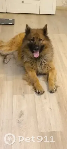 Пропал собака, Кулаево, Татарстан - крупный метис овчарки - photo