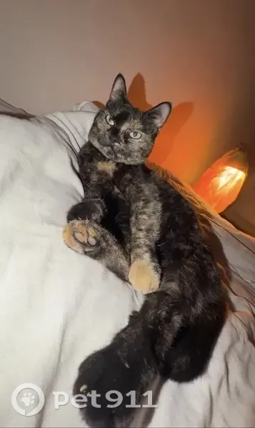 Пропала кошка, улица Пчеловодов, 13А, Красная Поляна - трехцветная и ласковая - photo