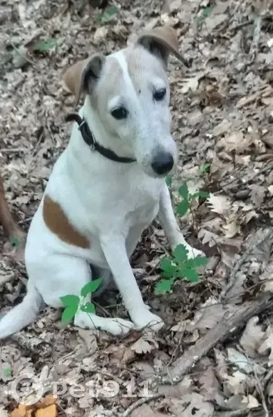 Пропала собака, улица Дмитриевская Дамба, Краснодар - белая с рыжими пятнами - photo