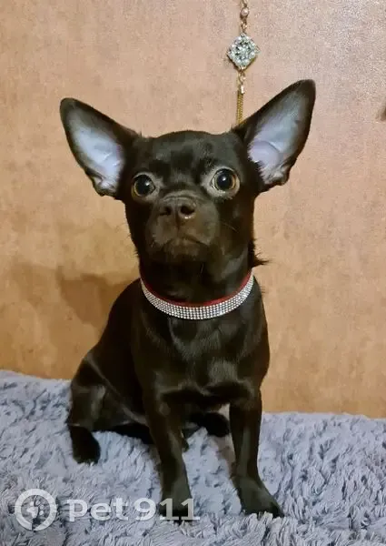 Пропал собака, улица Победы, 17 к1, Электросталь - photo