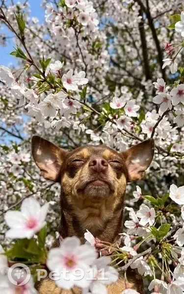Пропала собака, Садовая улица, 1, Шахты - той-терьер Джози - photo