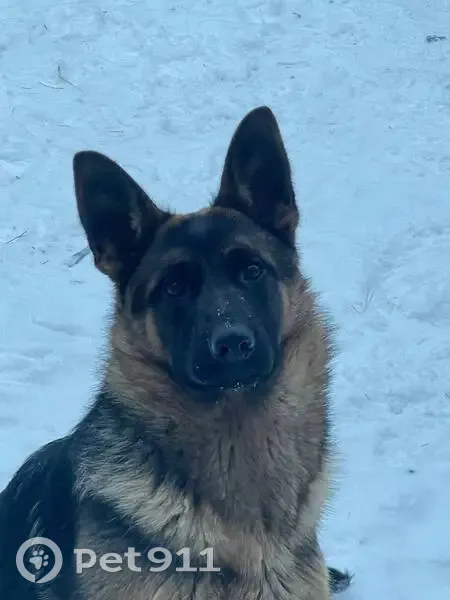 Пропала собака, Барнаул, Алтайский край - хвост большой и пушистый - photo