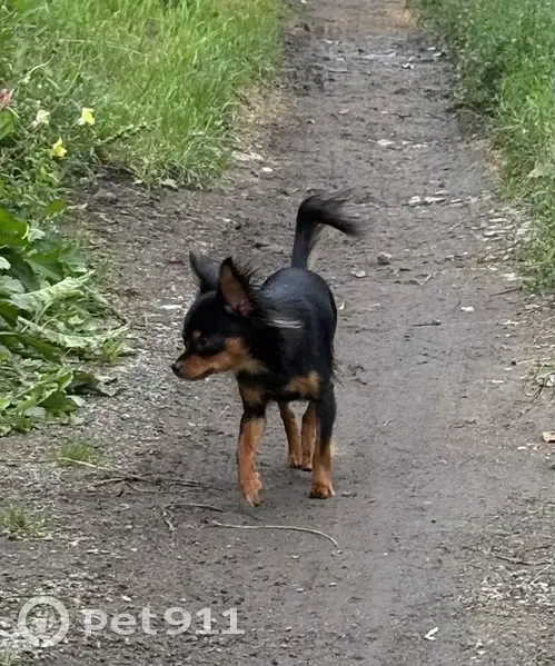 Пропала собака, женский пол, улица Колонцова, Мытищи - черно подпалый окрас, порода русский той - photo