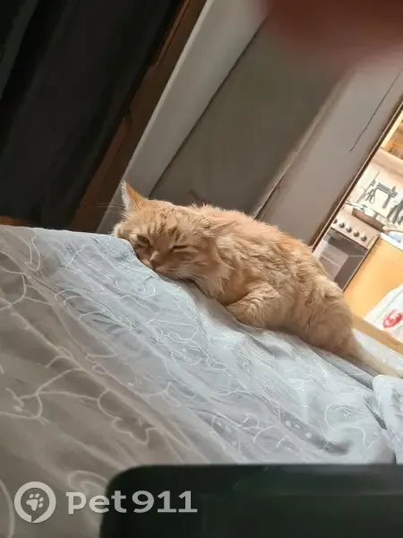 Пропал кот, Байкальская улица, 295/13, Иркутск - рыжий и пушистый - photo