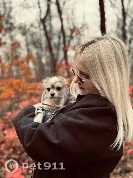 Пропал собака, мужской, Чистопольская улица, 9, Ростов-на-Дону - серый окрас с рыжим, в серой курточке - photo
