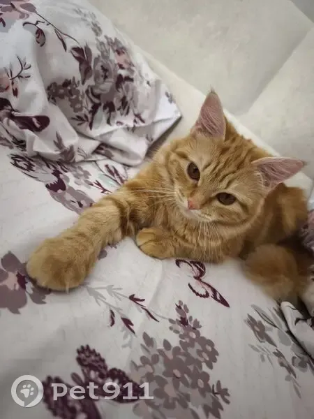 Пропала кошка, Центральная улица, 4А, городской округ Батайск - рыжая, пушистая - photo