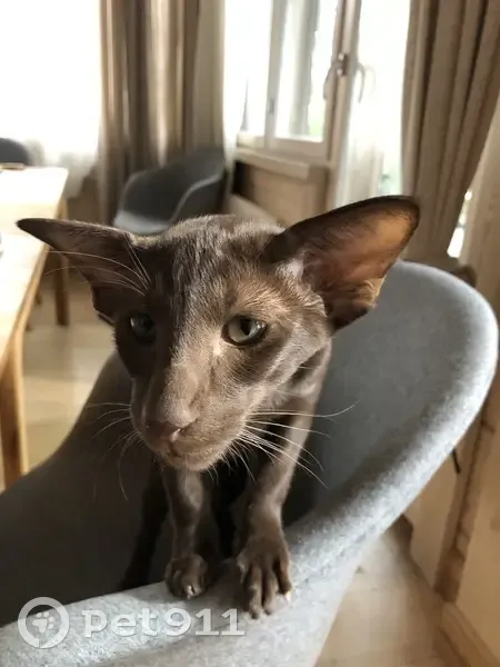 Пропала кошка, Приморское шоссе, Зеленогорск - темно коричневая ориентальная порода - photo