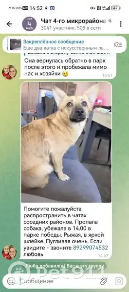 Пропала собака, проезд № 4806, 7 с1, Зеленоград - песочного окраса с белым пятном - photo