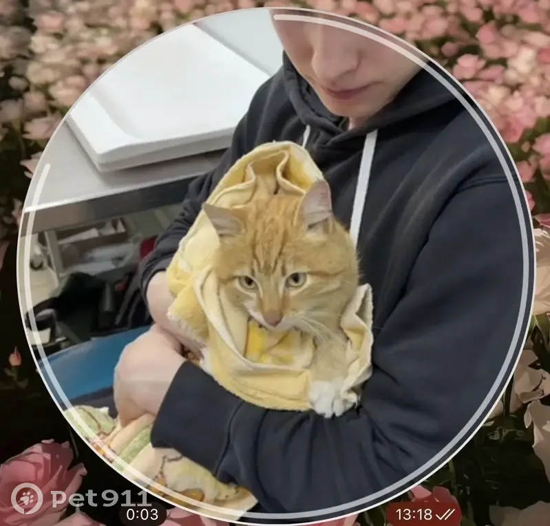 Пропал кот, Советская улица, Рощино - перевязана лапка - photo