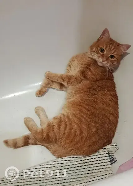 Пропал кот, Автозаводская улица, 93, Ярославль - рыжий, боится громких звуков - photo