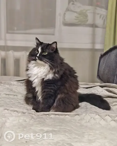 Пропала кошка, улица Клары Цеткин, 21А, Пермь - чёрная с белыми лапками - photo