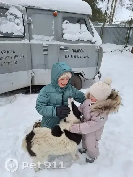Пропала собака, Пригородное сельское поселение, Пригородное - белая с черными пятнами лайка - photo
