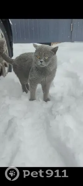 Пропал кот, улица Победы, 37, городской округ Бузулук - серый окрас, спокойный - photo