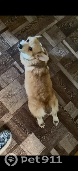 Пропал собака, улица Ленина, 198, Абинск - стандартный окрас корги - photo