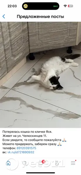 Пропала кошка, ул. Челюскинцев, 11, Асбест - трехшерстная, напугана - photo