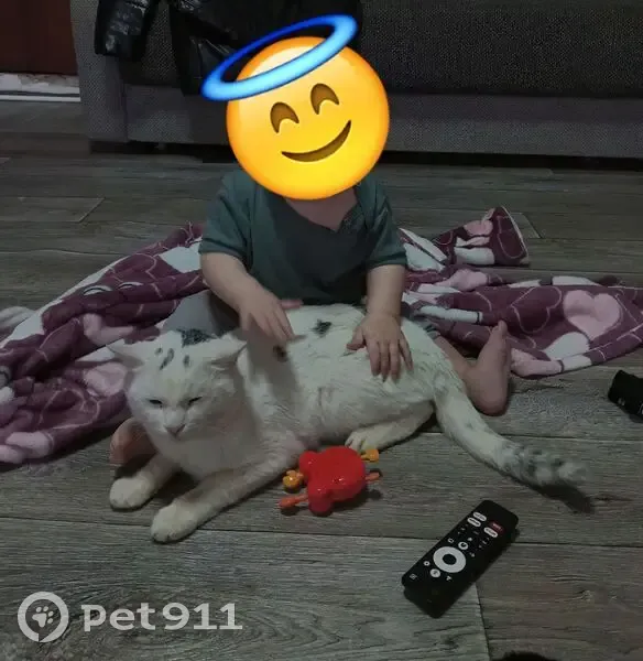 Пропал кот, улица Химина, 11А, Волгоград - белый с серочерными пятнами - photo