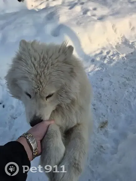 Пропал собака, Замочная улица, Тула - самоед, белого цвета - photo