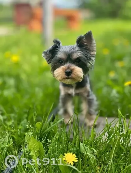 Пропала собака, женский пол, Судостроительная улица, 12, Петрозаводск - photo
