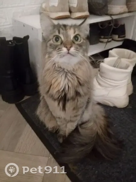 Пропала кошка, улица 28-й Невельской Дивизии, 10, Котлас - трехцветная, пушистая - photo