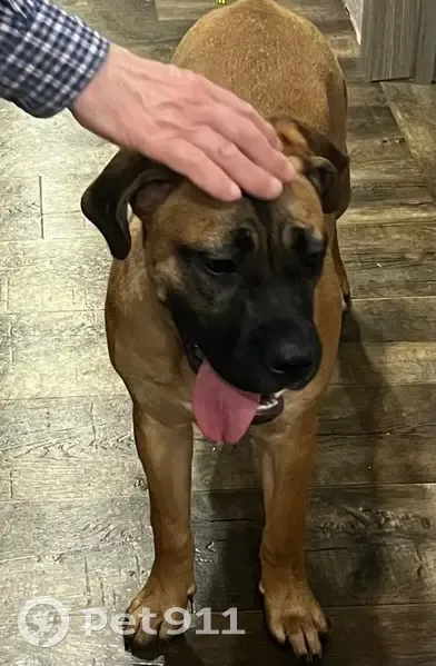 Пропала собака, Дальняя Садовая улица, Белгород - щенок Кане-Корсо, рыжего окраса - photo