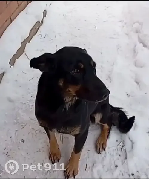 Пропала собака, Почесновики, Рыбинск - девочка черная, откликается на «Мамочка» - photo