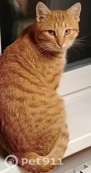 Пропал кот, Пятницкое шоссе, Курилово - рыжий и полосатый - photo